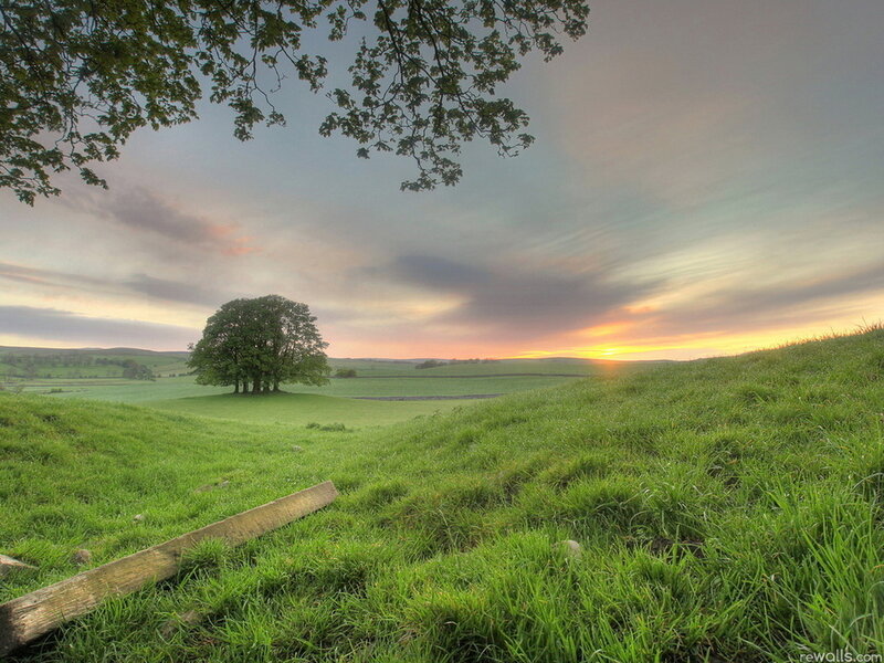 Solitary Tree in Field — Green, Serene, Sunset, Photograph, Grass