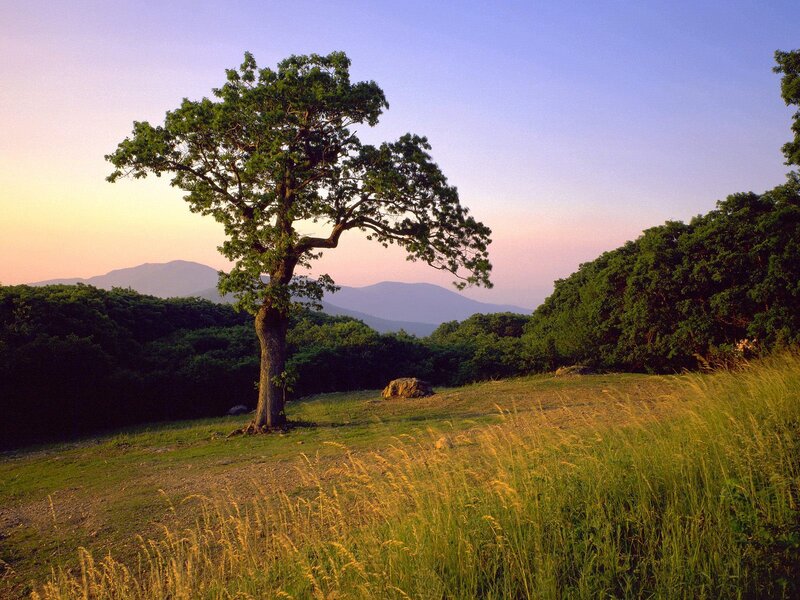 Solitary Tree in Field — Green, Serene, Sunset, Photograph, Mountains, Grass