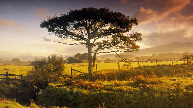 Solitary Tree in Field — Green, Serene, Sunset, Photograph, Mountains