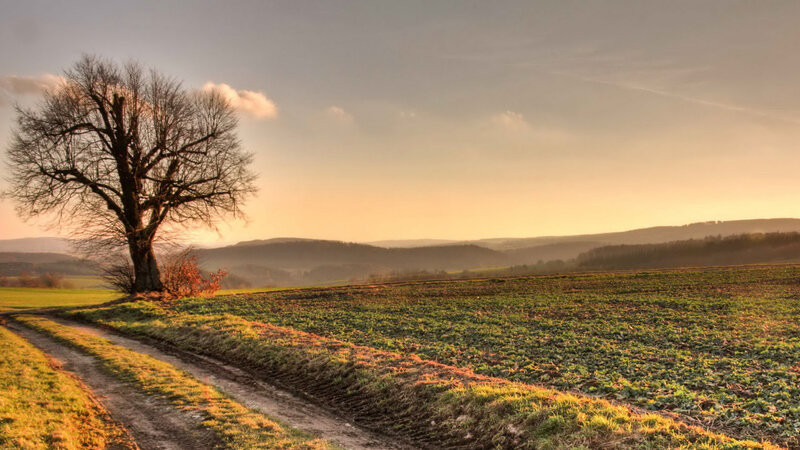 Solitary Tree in Field — Green, Serene, Sunset, Photograph, Path, Hills