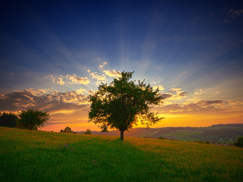 Solitary Tree in Field — Green, Serene, Sunset, Photograph, Sky, Clouds, Hills