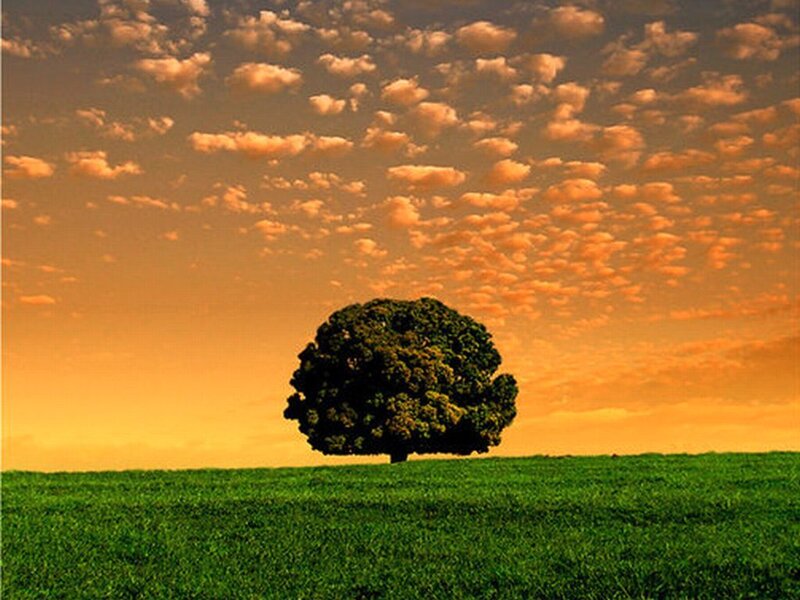 Solitary Tree in Field — Green, Serene, Sunset, Photograph, Sky, Clouds
