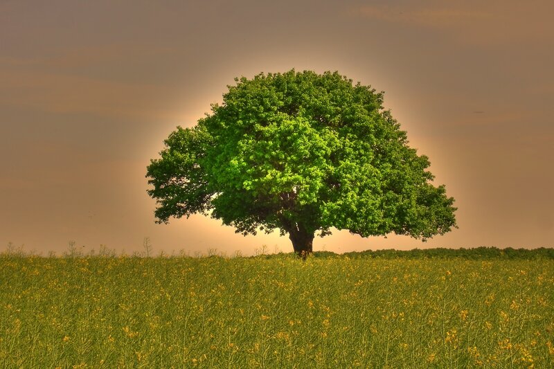 Solitary Tree in Field — Green, Serene, Sunset, Photograph, Sky, Clouds, Yellow, Brown