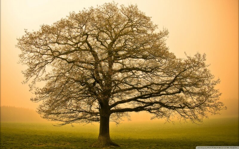 Solitary Tree in Field — Green, Serene, Sunset, Photograph, Sky, Fog