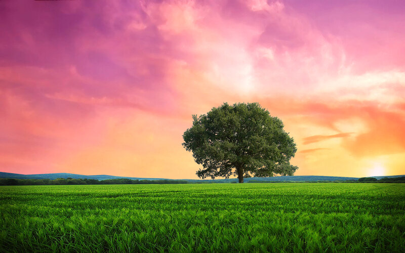 Solitary Tree in Field — Green, Serene, Sunset, Photograph, Sky, Mountains
