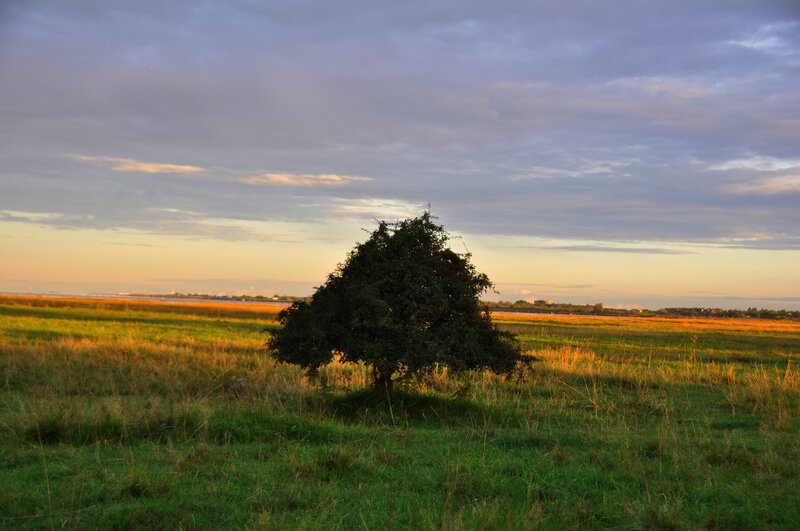 Solitary Tree in Field — Green, Serene, Sunset, Photograph, Sky