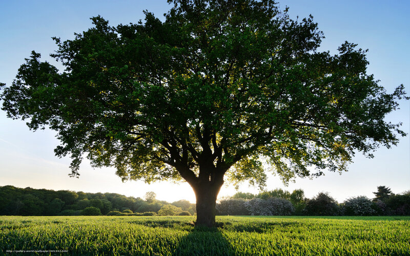 Solitary Tree in Field — Green, Serene, Sunset, Photograph, Sky, Trees