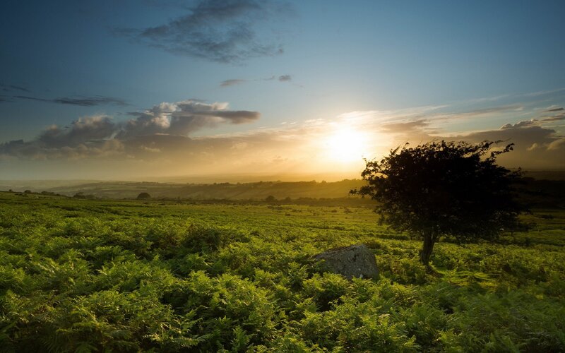 Solitary Tree in Field — Green, Serene, Sunset, Photograph, Sun, Clouds, Blue