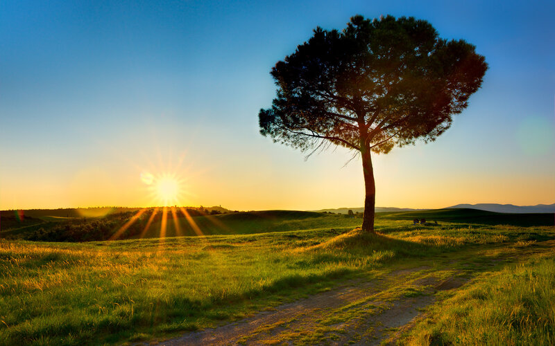 Solitary Tree in Field — Green, Serene, Sunset, Photograph, Sun, Path