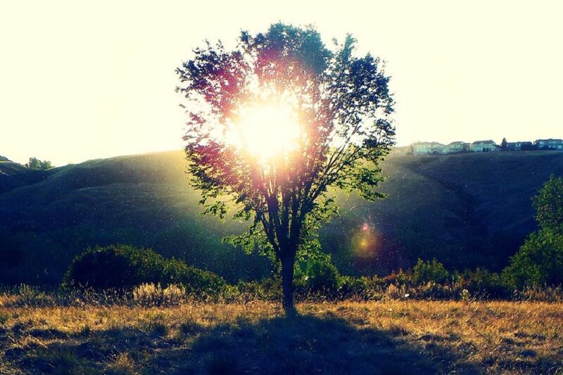 Solitary Tree in Field — Green, Serene, Sunset, Photograph, Sun