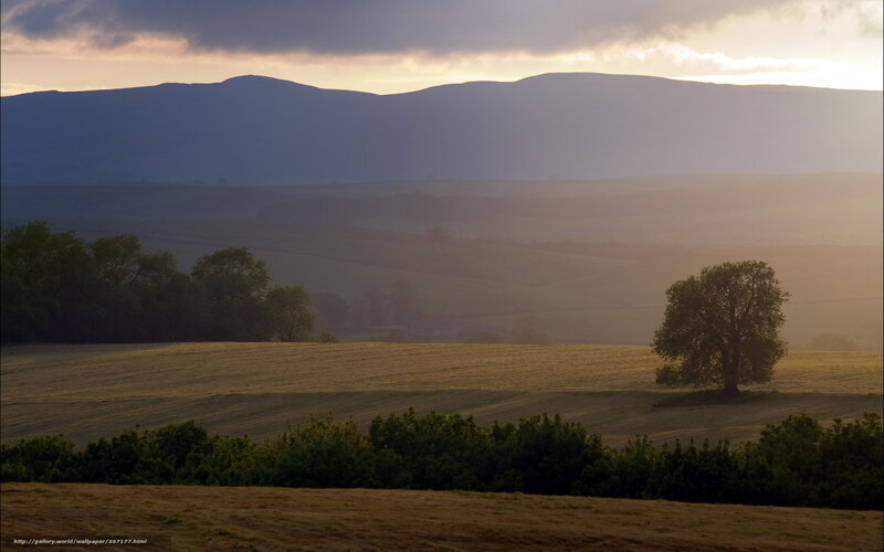 Solitary Tree in Field — Green, Serene, Sunset, Photograph, Trees, Hills