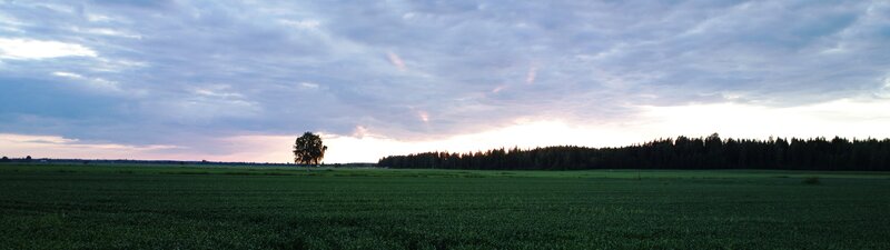 Solitary Tree in Field — Green, Serene, Sunset, Photograph, Trees, Sky, Blue