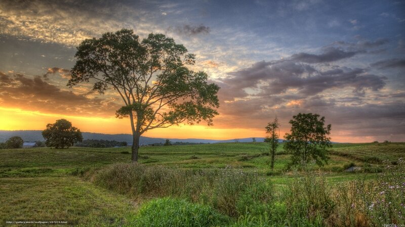 Solitary Tree in Field — Green, Serene, Sunset, Photograph, Trees, Sky
