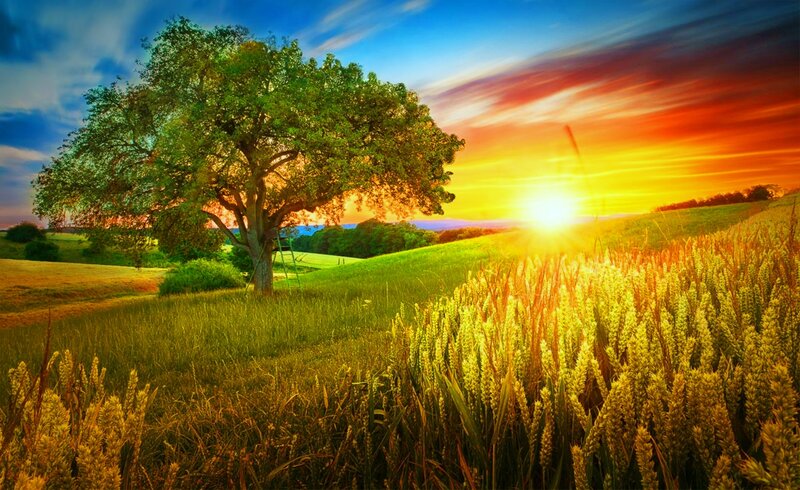 Solitary Tree in Field — Green, Serene, Sunset, Photograph, Wheat Field