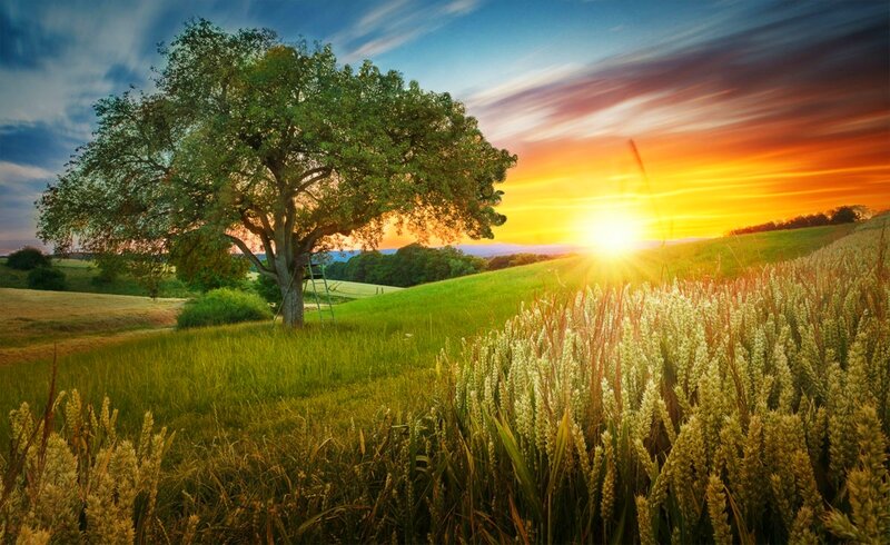 Solitary Tree in Field — Green, Serene, Sunset, Photograph, Wheat