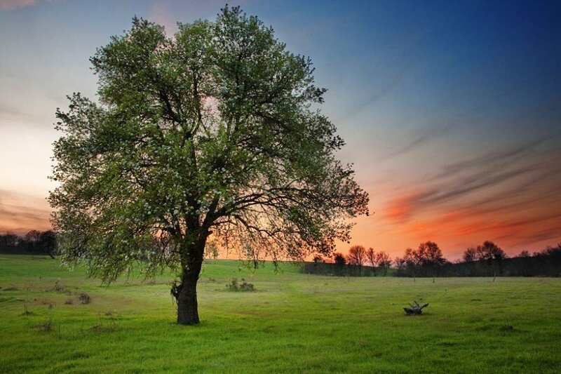 Solitary Tree in Field — Green, Serene, Sunset