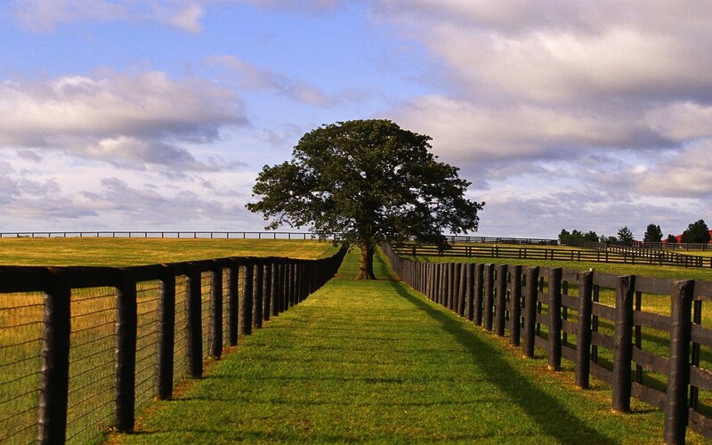 Solitary Tree in Field — Green, Serene