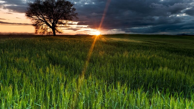 Solitary Tree in Field — Green, Sun