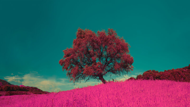 Solitary Tree in Field — Magenta