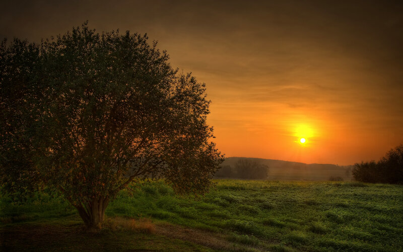 Solitary Tree in Field — Orange, Brown
