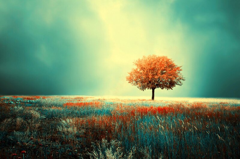 Solitary Tree in Field — Orange, Dramatic, Afternoon