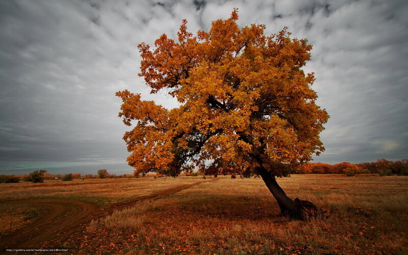 Solitary Tree in Field — Orange, Dramatic, Autumn, Photograph, Clouds