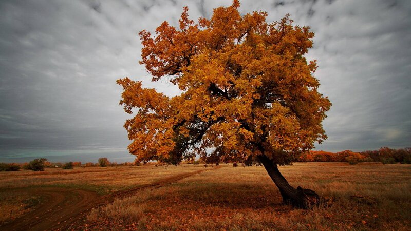 Solitary Tree in Field — Orange, Dramatic, Autumn, Photograph, Sky