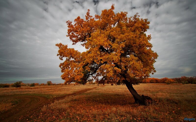 Solitary Tree in Field — Orange, Dramatic, Autumn