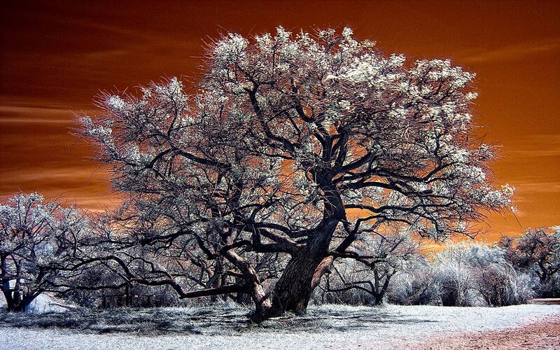Solitary Tree in Field — Orange, Dramatic, Photograph