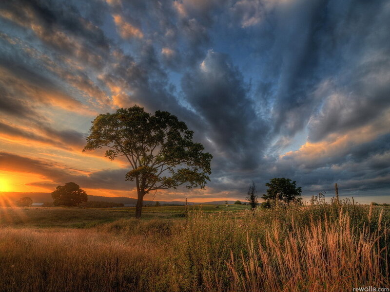 Solitary Tree in Field — Orange, Dramatic, Sunrise