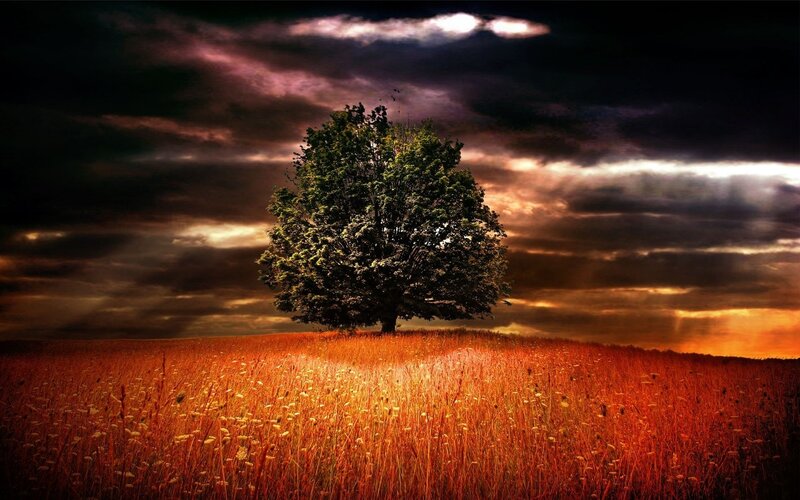 Solitary Tree in Field — Orange, Dramatic, Sunset, Photograph, Clouds, Sky