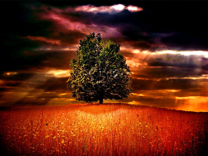Solitary Tree in Field — Orange, Dramatic, Sunset, Photograph, Clouds