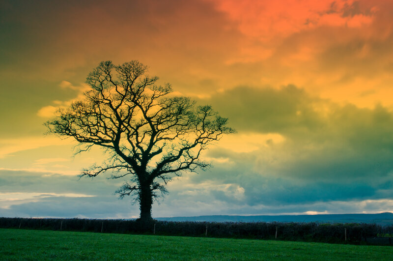 Solitary Tree in Field — Orange, Dramatic, Sunset, Photograph, Hedge