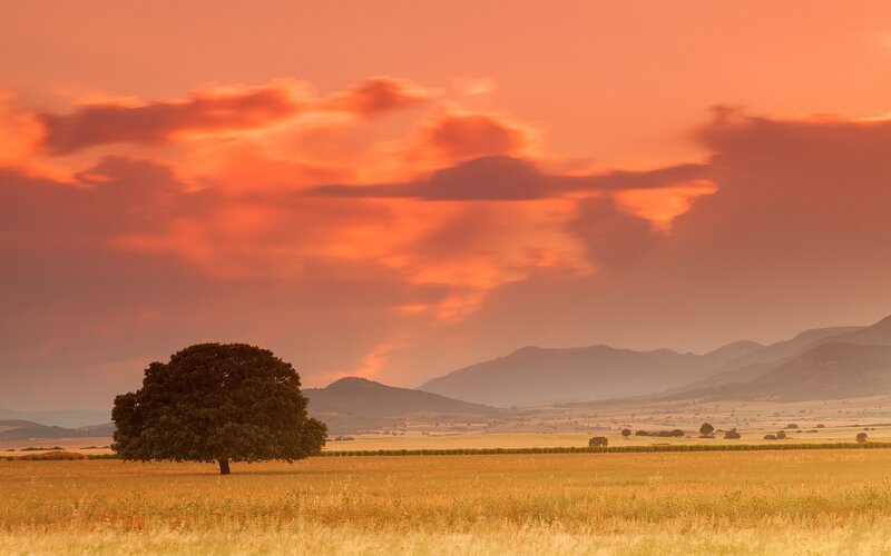 Solitary Tree in Field — Orange, Dramatic, Sunset, Photograph, Mountains, Clouds