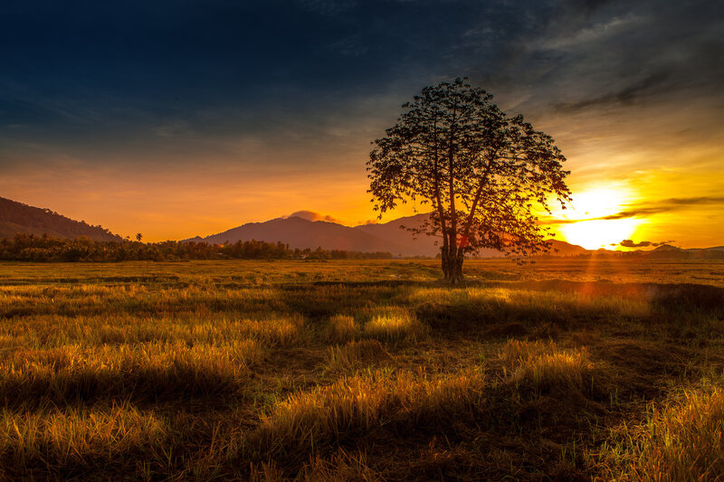 Solitary Tree in Field — Orange, Dramatic, Sunset, Photograph, Mountains