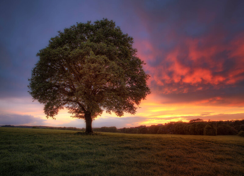 Solitary Tree in Field — Orange, Dramatic, Sunset, Photograph, Sky, Clouds
