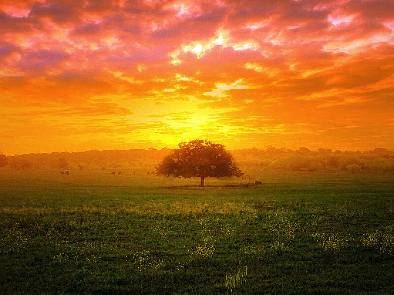 Solitary Tree in Field — Orange, Dramatic, Sunset, Photograph, Sky, Clouds, Trees