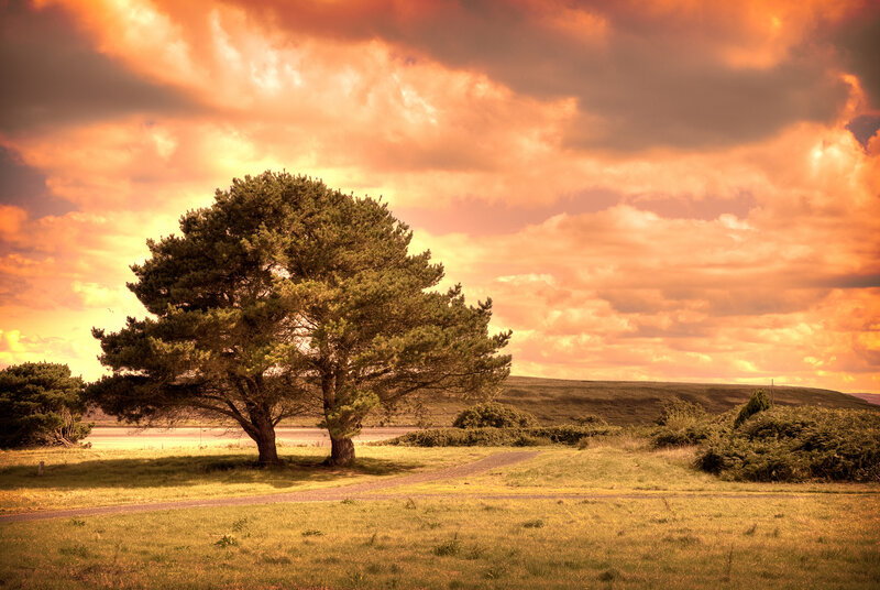 Solitary Tree in Field — Orange, Dramatic, Sunset, Photograph, Sky, Path