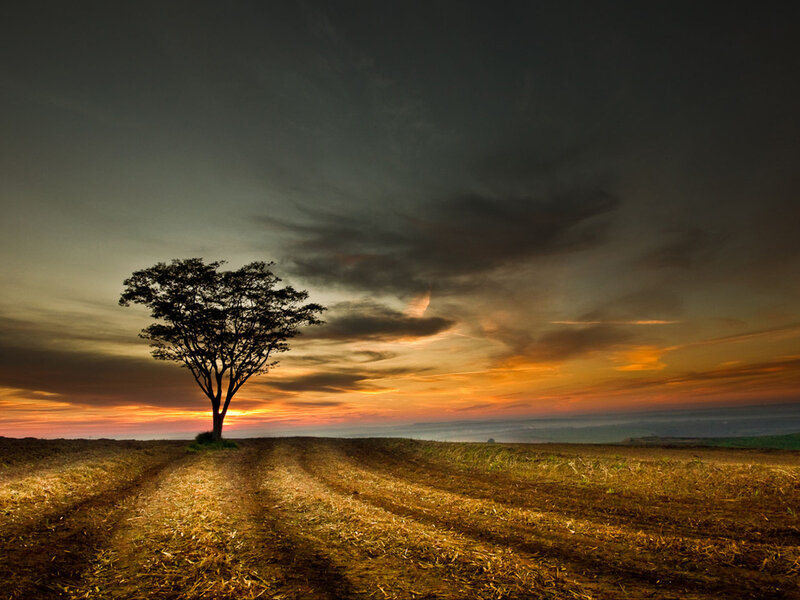 Solitary Tree in Field — Orange, Dramatic, Sunset, Photograph, Sky