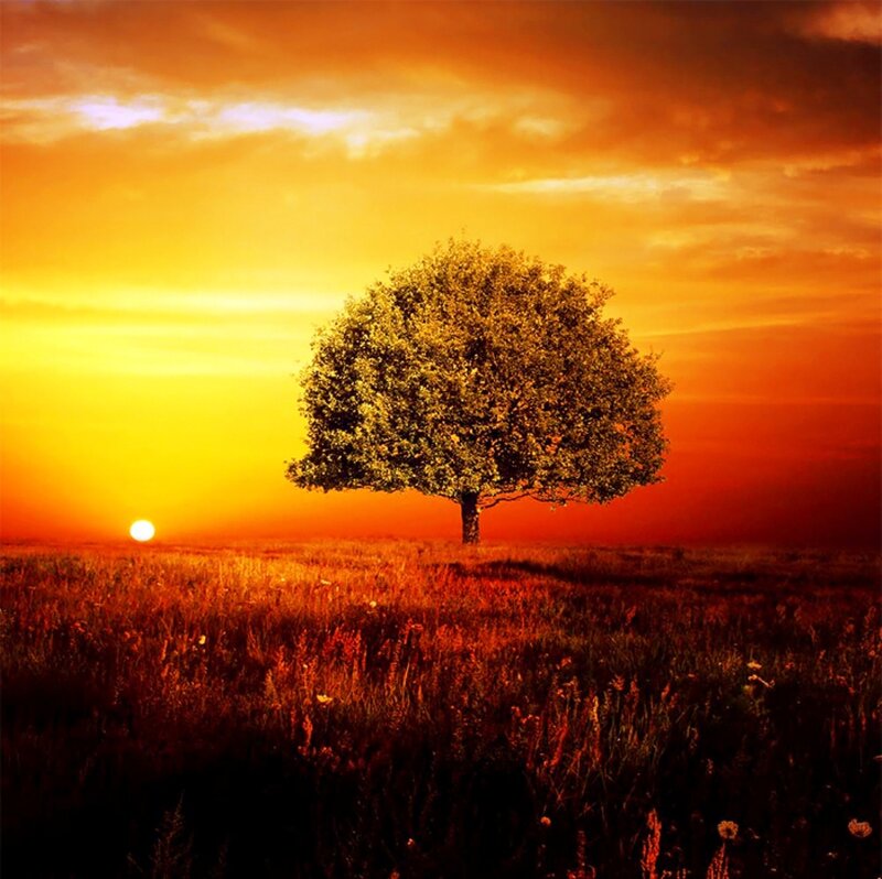 Solitary Tree in Field — Orange, Dramatic, Sunset, Photograph, Sun, Sky
