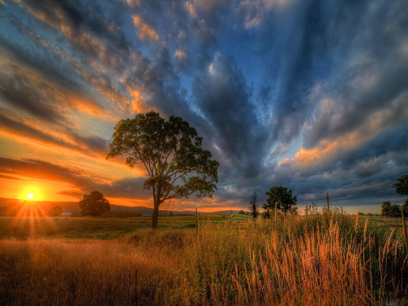 Solitary Tree in Field — Orange, Dramatic, Sunset, Photograph, Sun