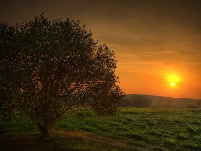 Solitary Tree in Field — Orange, Green