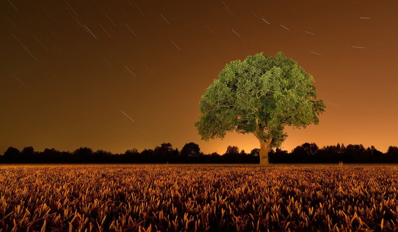 Solitary Tree in Field — Orange, Serene, Night
