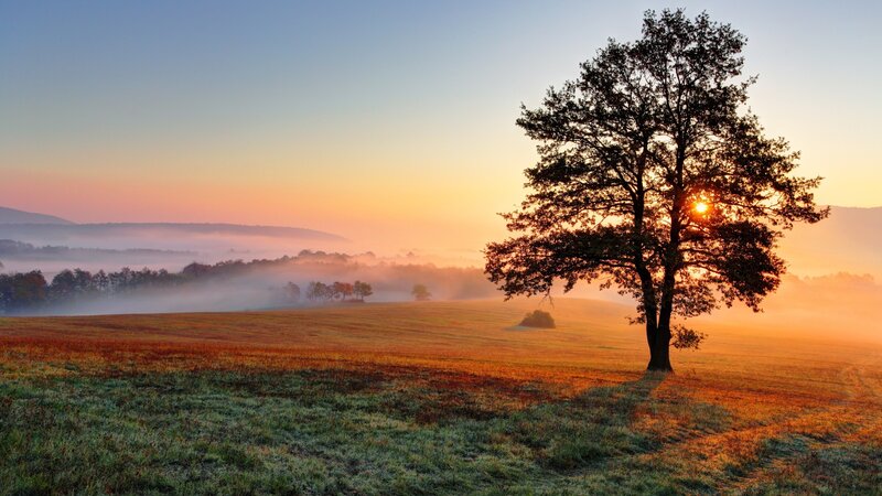 Solitary Tree in Field — Orange, Serene, Sunrise, Photograph, Sun