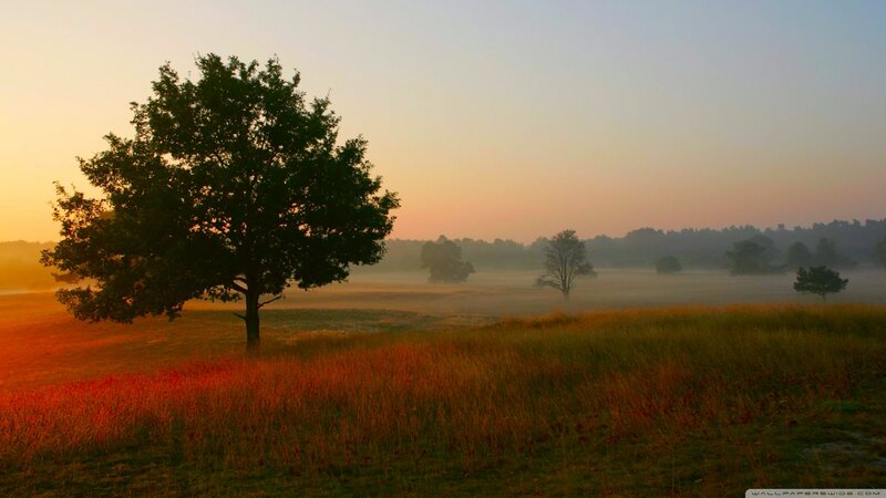 Solitary Tree in Field — Orange, Serene, Sunrise, Photograph