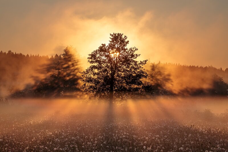 Solitary Tree in Field — Orange, Serene, Sunrise, Photograph, Trees