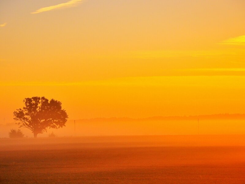 Solitary Tree in Field — Orange, Serene, Sunrise
