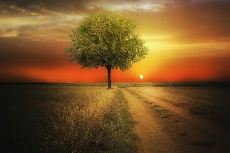 Solitary Tree in Field — Orange, Serene, Sunset, Photograph, Dirt Road