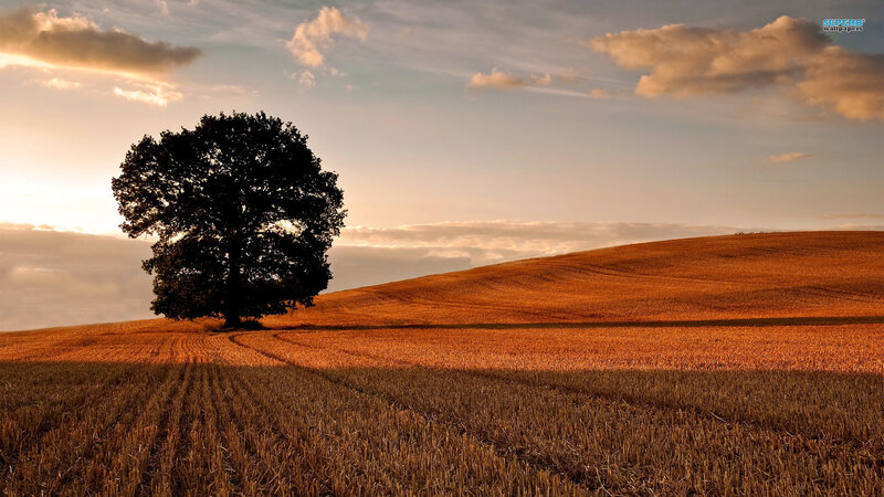 Solitary Tree in Field — Orange, Serene, Sunset, Photograph, Hill