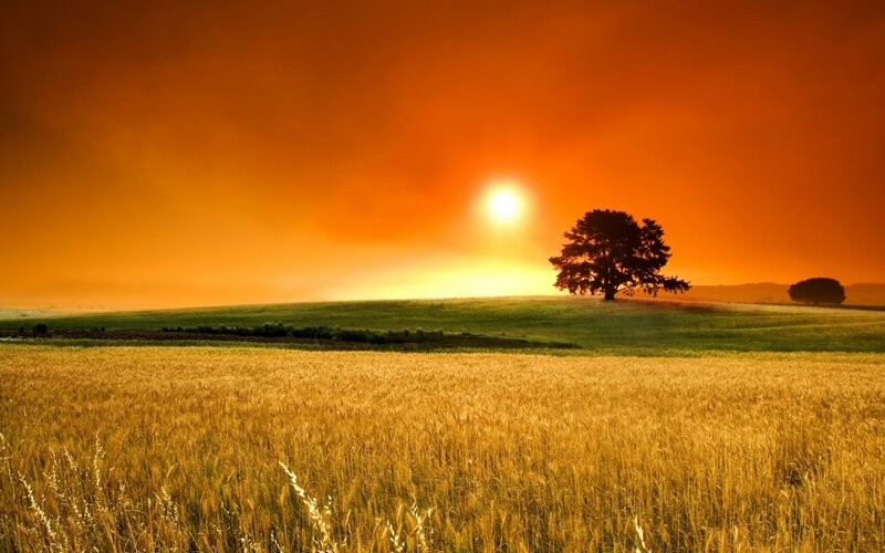 Solitary Tree in Field — Orange, Serene, Sunset, Photograph, Sun, Hill